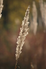 One reed on a blurry background in autumn