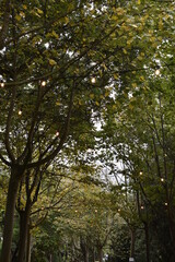 Jardín enorme con luces colgadas en las ramas de los arboles.