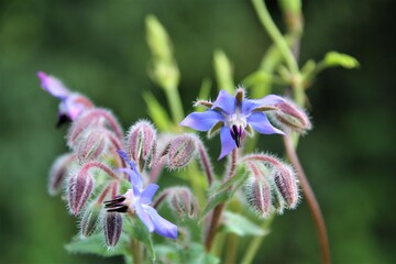 Borango officinalis - blue borage flower and buds