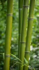 Fototapeta na wymiar Thick green trunks of bamboo in Chinese wet jungles
