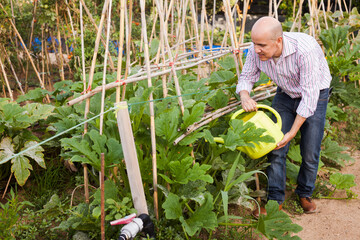 Senior farmer watering green plants with plastic watering pot in glasshouse