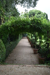 camino rodeado de plantas.
