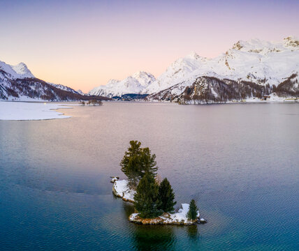 Lone trees in the middle of Lake Sils framed by snow capped mountains at dawn, Engadine, canton of Graubunden, Switzerland
