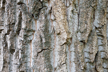 dry tree bark with cracks and moss background close up