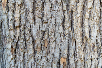 dry tree bark with cracks and moss background close up
