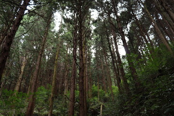 日本の整備された登山道にて撮影