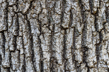 dry tree bark with cracks and moss background close up