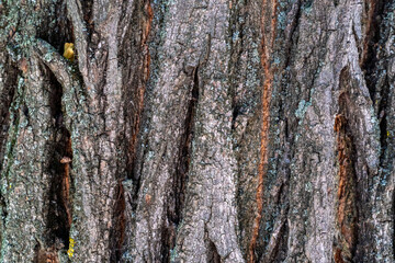 dry tree bark with cracks and moss background close up