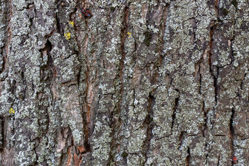 Naklejka premium dry tree bark with cracks and moss background close up