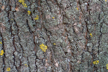 dry tree bark with cracks and moss background close up
