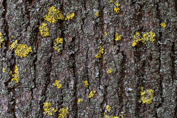 dry tree bark with cracks and moss background close up