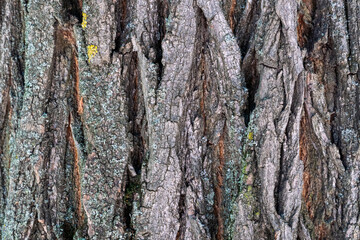 dry tree bark with cracks and moss background close up