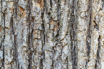 dry tree bark with cracks and moss background close up