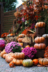 Pumpkins, decor for the halloween and thanksgiving, autumn season