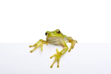 Foto op Canvas Green frog showing signboard over white background. © Alekss