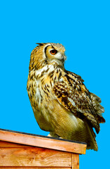 Eurasian eagle owl perched on a shed