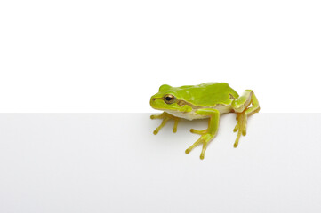 Green frog showing signboard over white background.