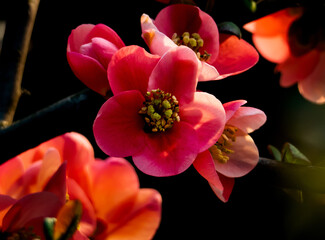 pink flowers in spring