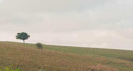 Rural landscape in fields of the pampa biome in southern Brazil