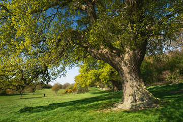 Large oak tree and green pasture in golf course in spring. Beverley, Yorkshire, UK.