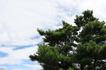 日本の山にいる松の木