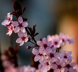 pink cherry blossom in spring