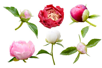 set of red pink and white peony buds on white background