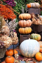 Pumpkins, decor for the halloween and thanksgiving, autumn season