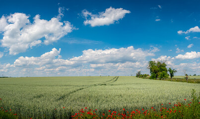 Panoramic view over beautiful green farm landscape with red poppies flowers in Germany with clouds in sky, and high voltage power lines