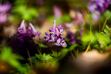Fototapeta premium purple flowers in the forest