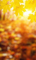  Fall blurred background.