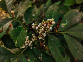 Glycosmis is a genus of flowering plants in the citrus family, Rutaceae and tribe Clauseneae. This...