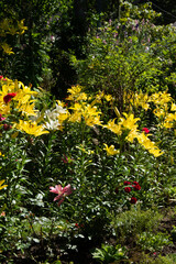 Obraz premium yellow lilies in the garden in Romania, Bistrita