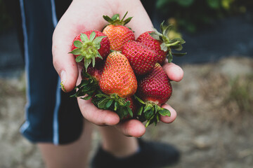 strawberries in hands