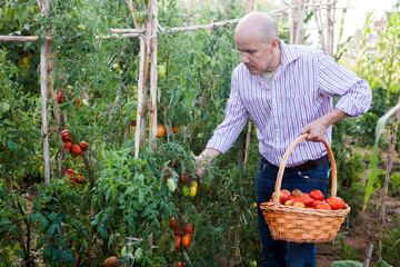 Experienced male hothouse worker harvesting fresh tomatoes
