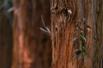 SEQUOIA - SEQUOYA (Sequoia sempervirens) Sole living species genus Sequoia, cypress family Cupressaceae (formerly treated in Taxodiaceae). Coast redwood, coastal redwood and California redwood
