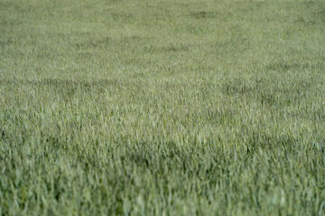 Wiese,  Feld Close Up