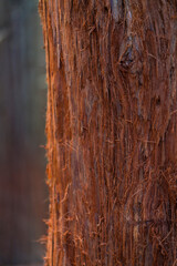 SEQUOIA - SEQUOYA (Sequoia sempervirens) Sole living species genus Sequoia, cypress family Cupressaceae (formerly treated in Taxodiaceae). Coast redwood, coastal redwood and California redwood