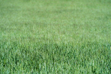 Wiese,  Feld Close Up