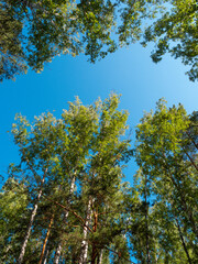 Blue sky and tall birch trees wide angle view from the ground to the sky.