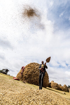 Man throwing wheat up in the air during threshing, Wollo Province, Amhara Region, Ethiopia