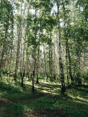 Fototapeta premium Birch tree forest in park area of the city at sunny summer day. Green grass and white bark of the trees in forest