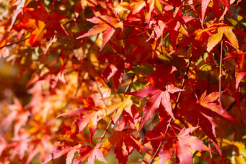 赤とオレンジに染まる紅葉