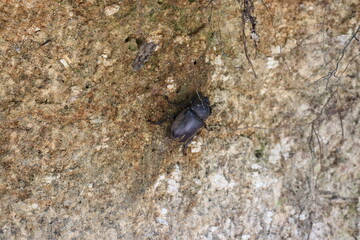 山にいるカブトムシ