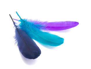 Elegant colorful bird feather isolated on the white