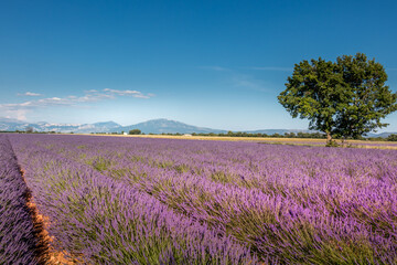 Fototapeta na wymiar Champ de lavande en Provence