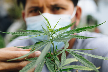 Close up young man checking marijuana, alternative herbal medicine concept