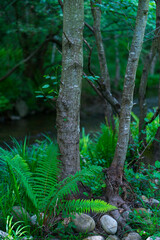ALDER - ALISO (Alnus glutinosa). Common alder, black alder, European alder or just alder. Springtime in Saja river, Cabezon de la Sal Municipality, Cantabria, Spain, Europe
