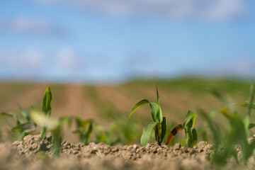 Feld mit Setzlingen, Jungpflanzen