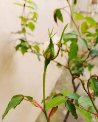 single beautiful white rose on a long stem with green leaves